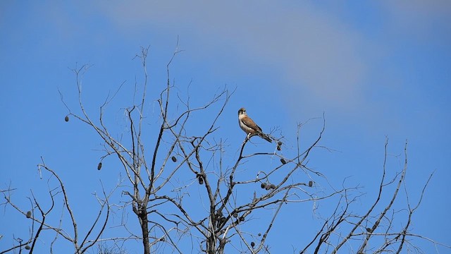 Brown Falcon - ML621564186