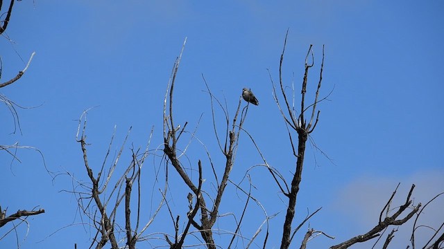 Black-faced Woodswallow - ML621564192