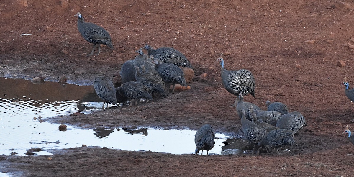 Helmeted Guineafowl - ML621564207