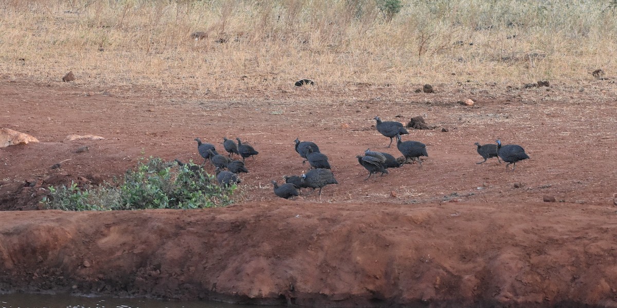 Helmeted Guineafowl - ML621564208