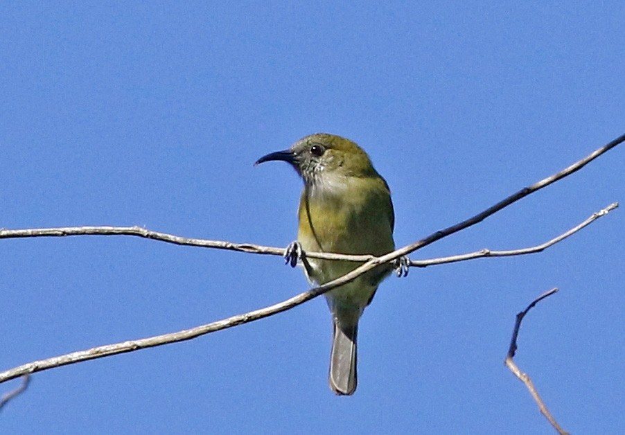 Sunda Honeyeater - ML621564211