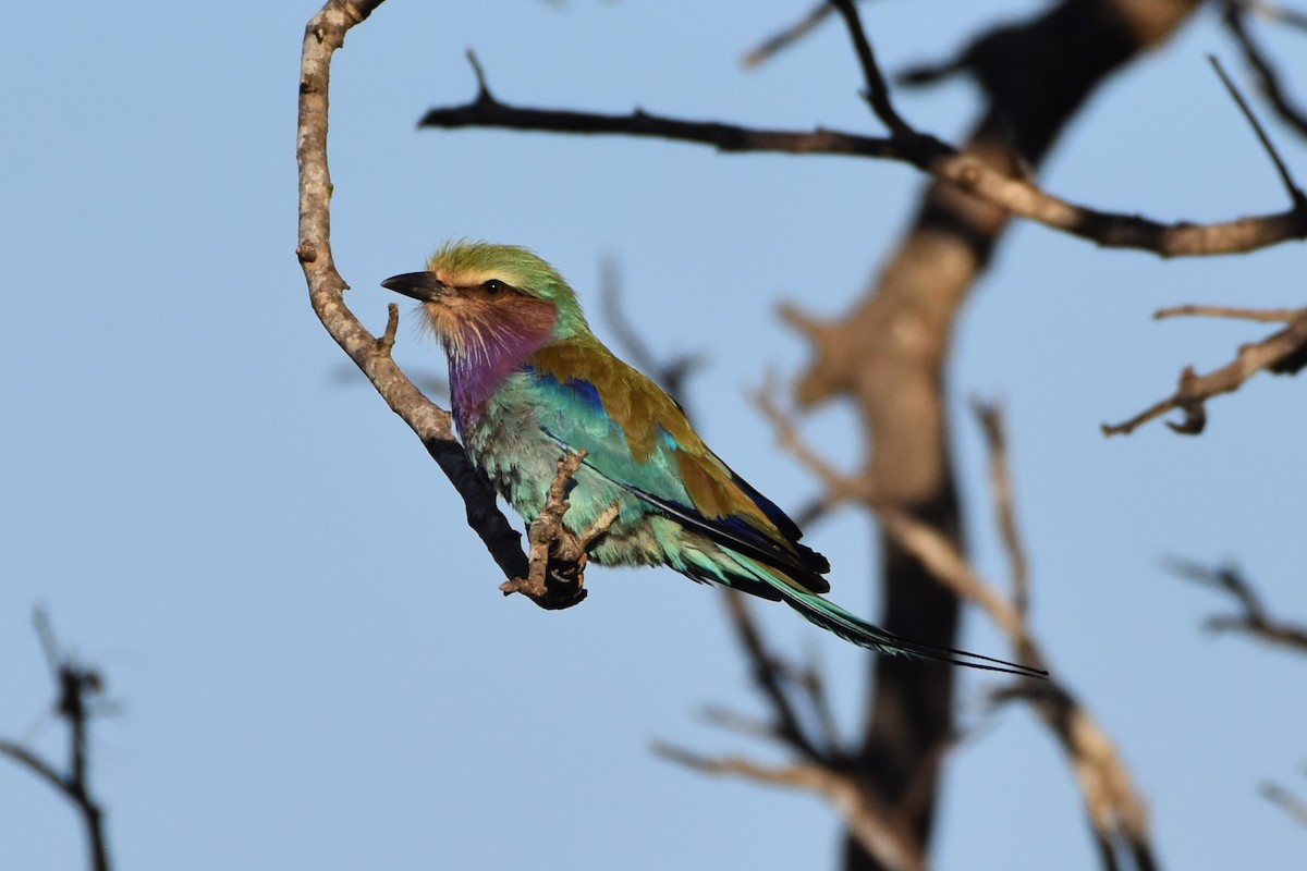 Lilac-breasted Roller - ML621564213