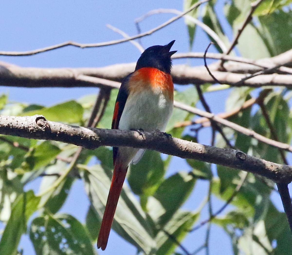 Flores Minivet - ML621564216