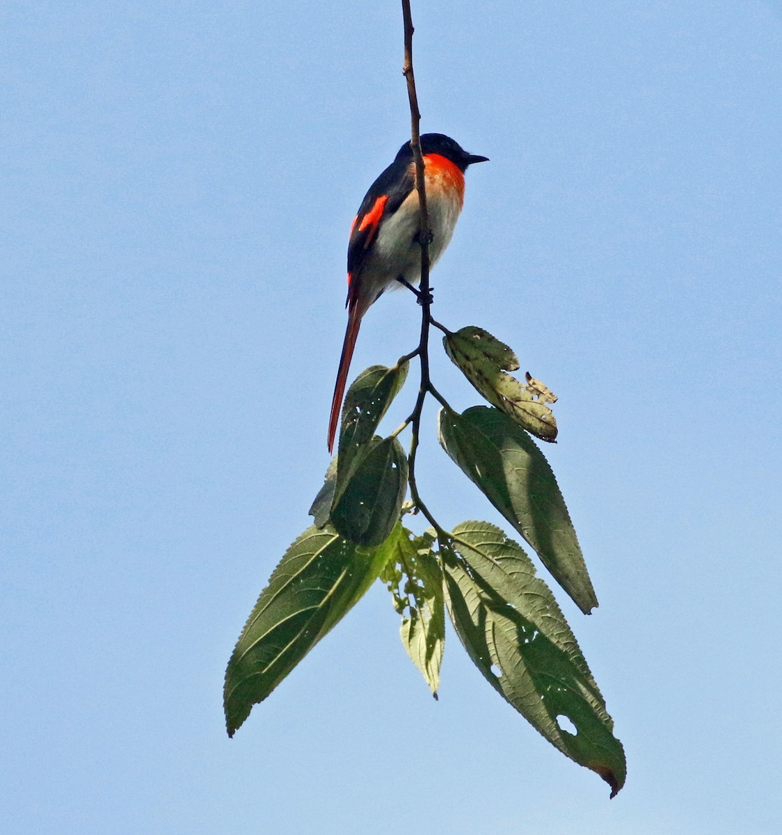 Flores Minivet - ML621564220