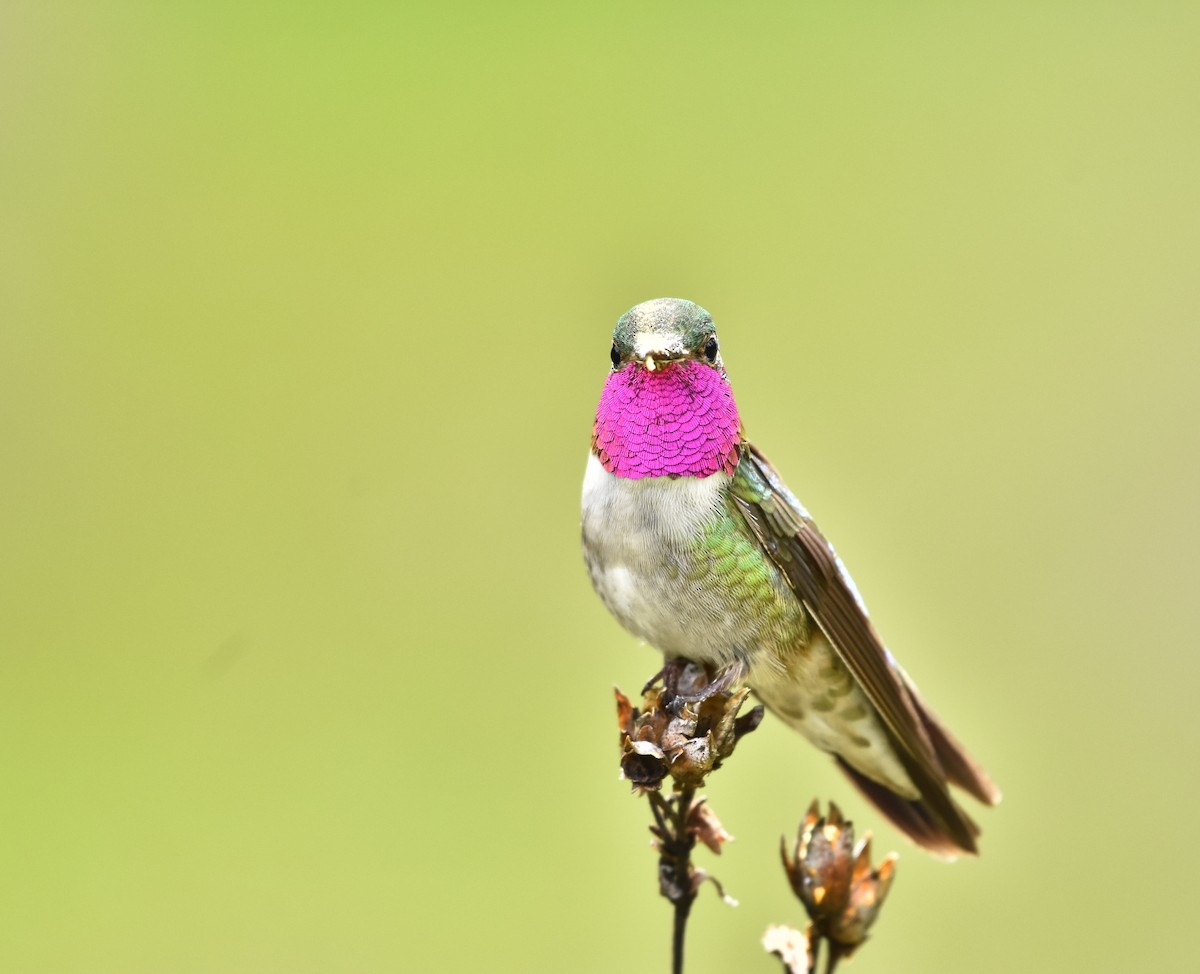 Broad-tailed Hummingbird - ML621564223