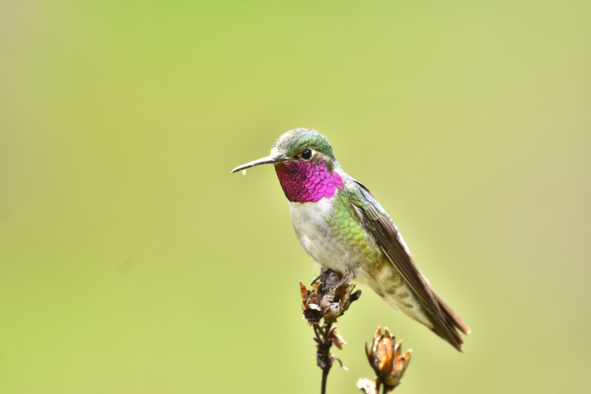 Broad-tailed Hummingbird - ML621564224