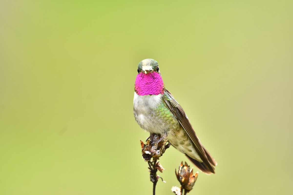 Broad-tailed Hummingbird - ML621564225