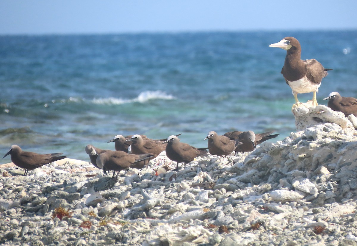 Brown Booby - ML621564231