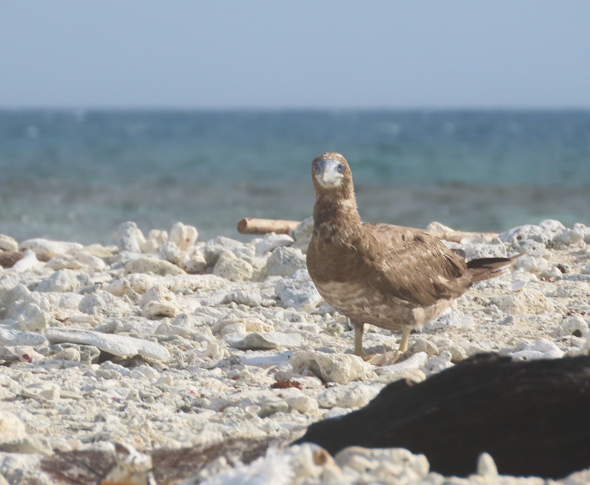 Brown Booby - ML621564233