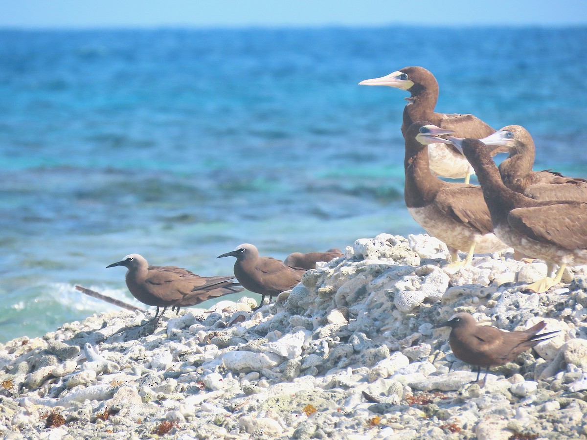 Brown Booby - ML621564234
