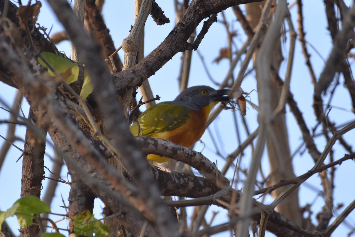 Gray-headed Bushshrike - ML621564242