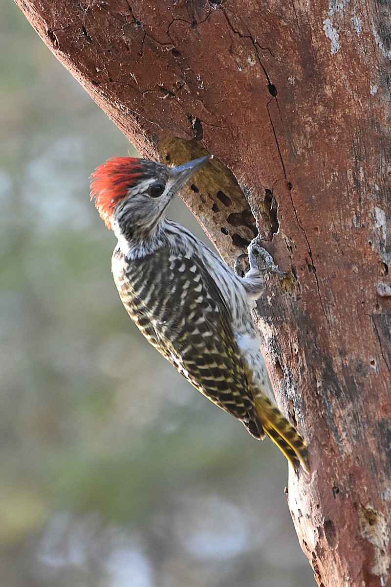 Cardinal Woodpecker - ML621564248