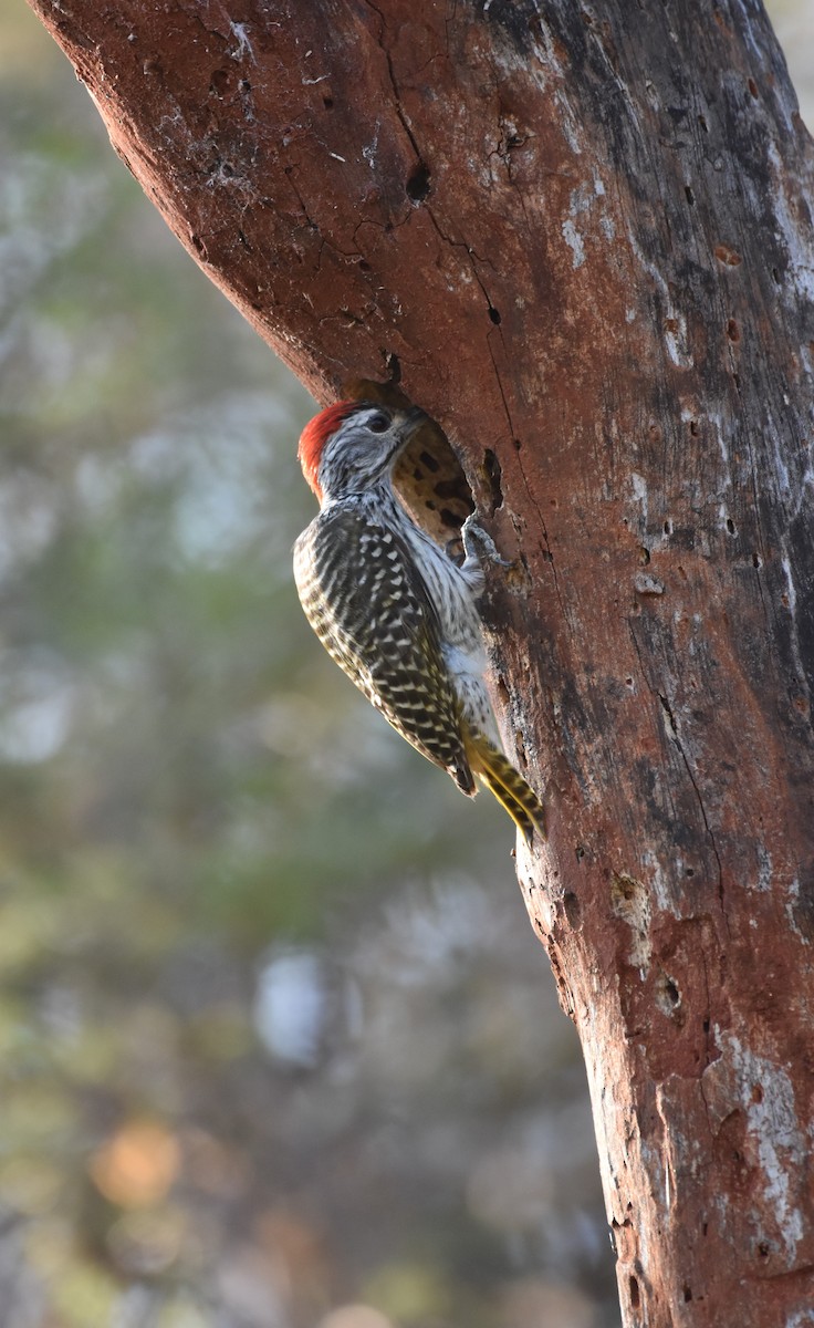 Cardinal Woodpecker - Philip Bailey