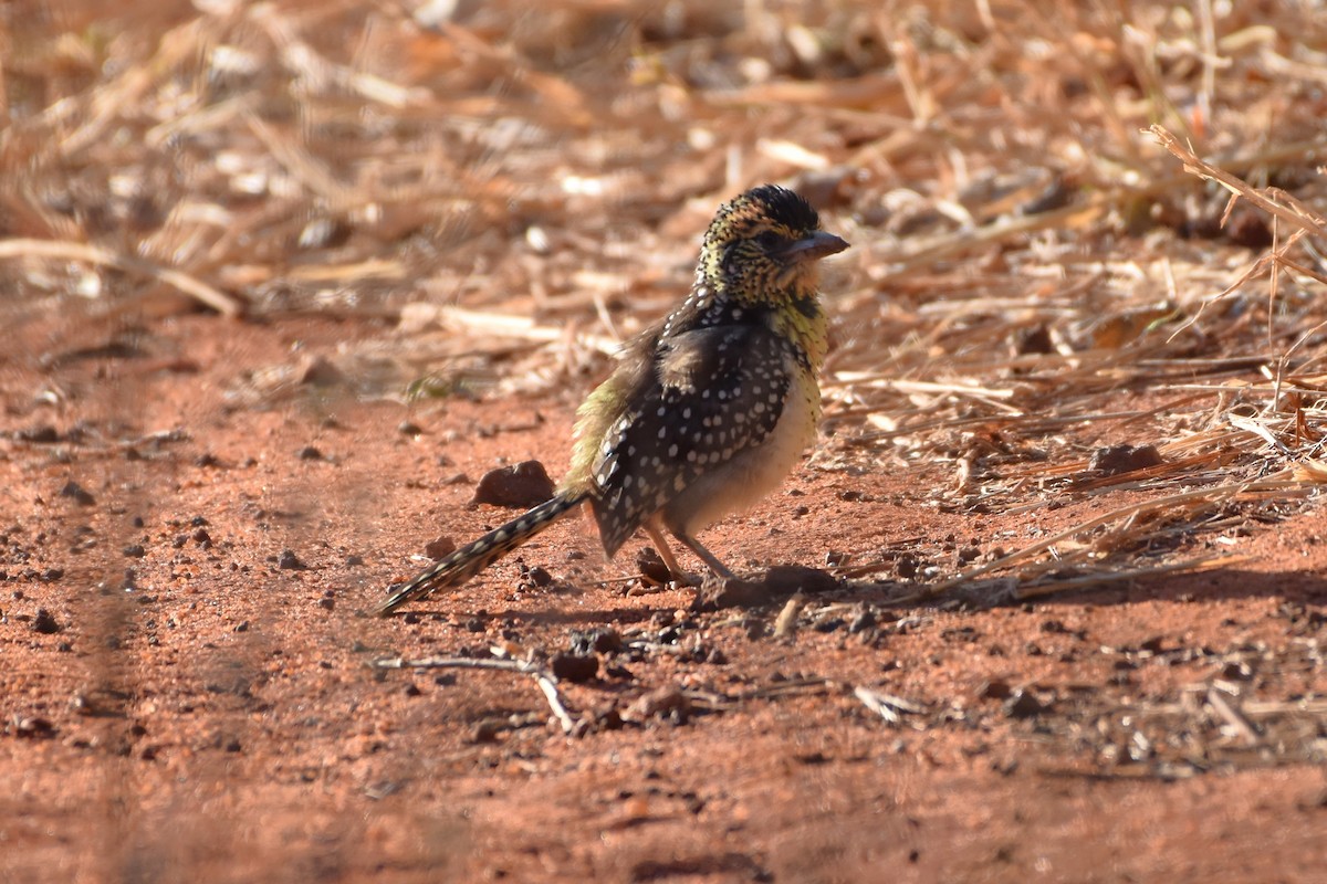 D'Arnaud's Barbet - ML621564255