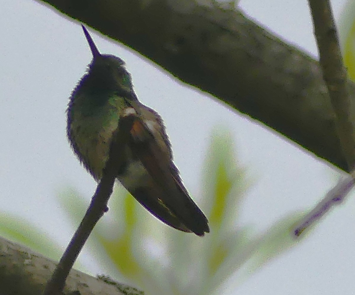 hummingbird sp. - ML621564388