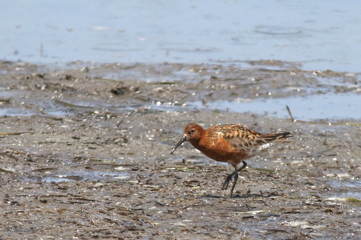 Curlew Sandpiper - ML621564392