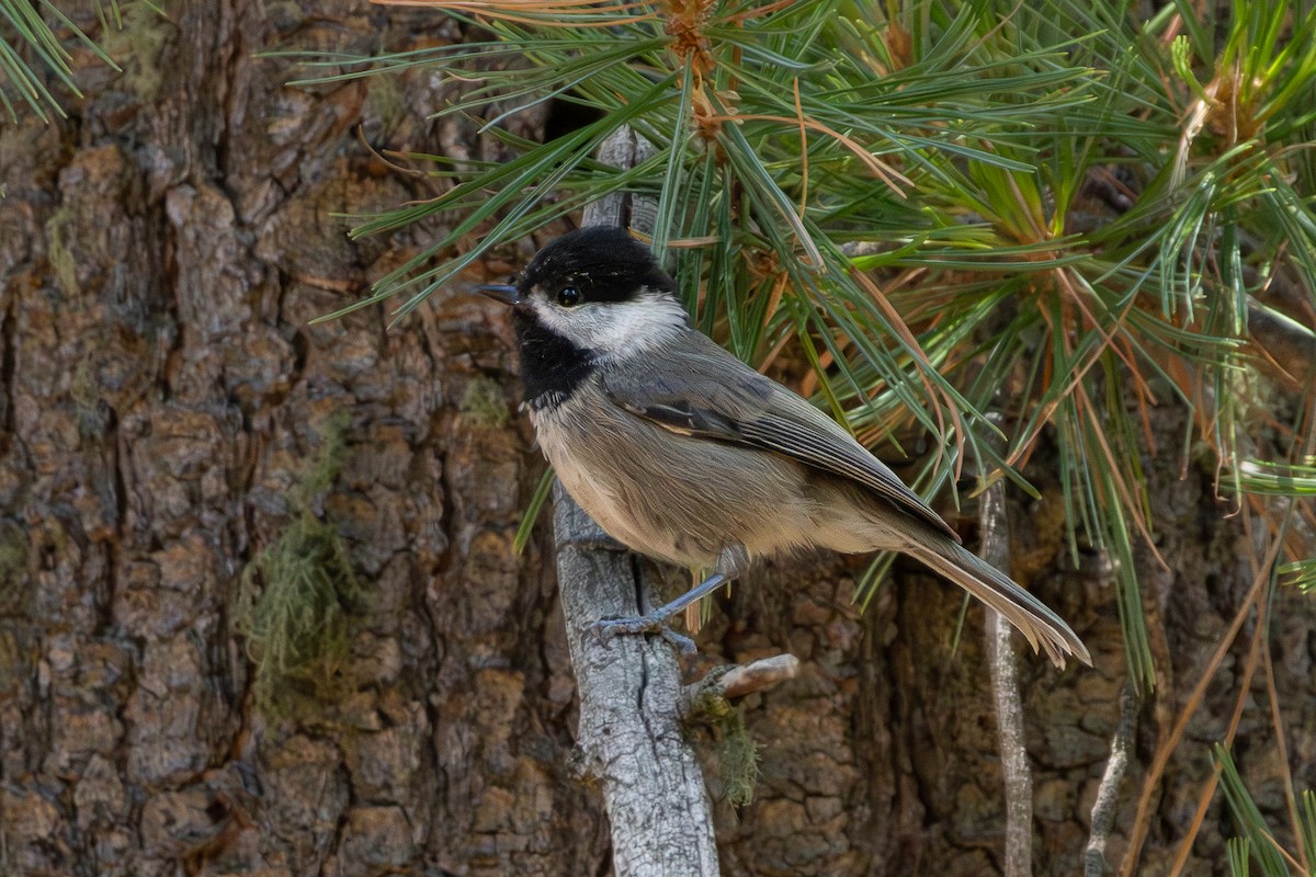 Mexican Chickadee - ML621564465