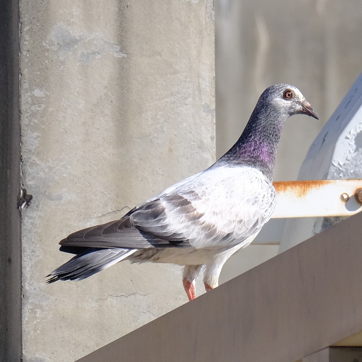 Rock Pigeon (Feral Pigeon) - ML621564474