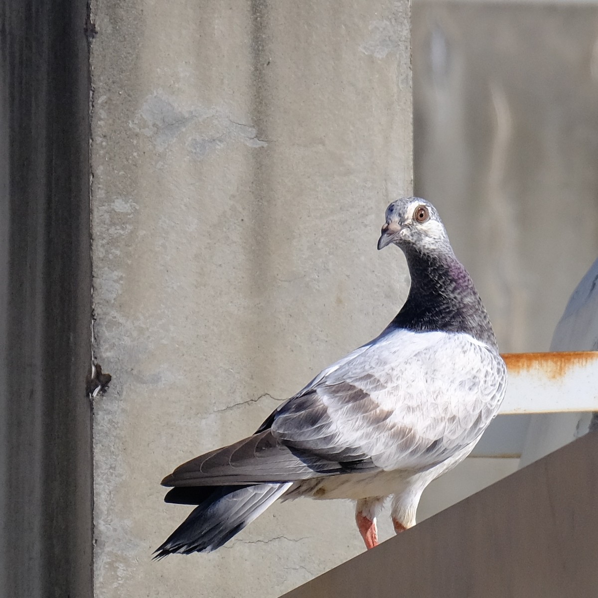 Rock Pigeon (Feral Pigeon) - ML621564475