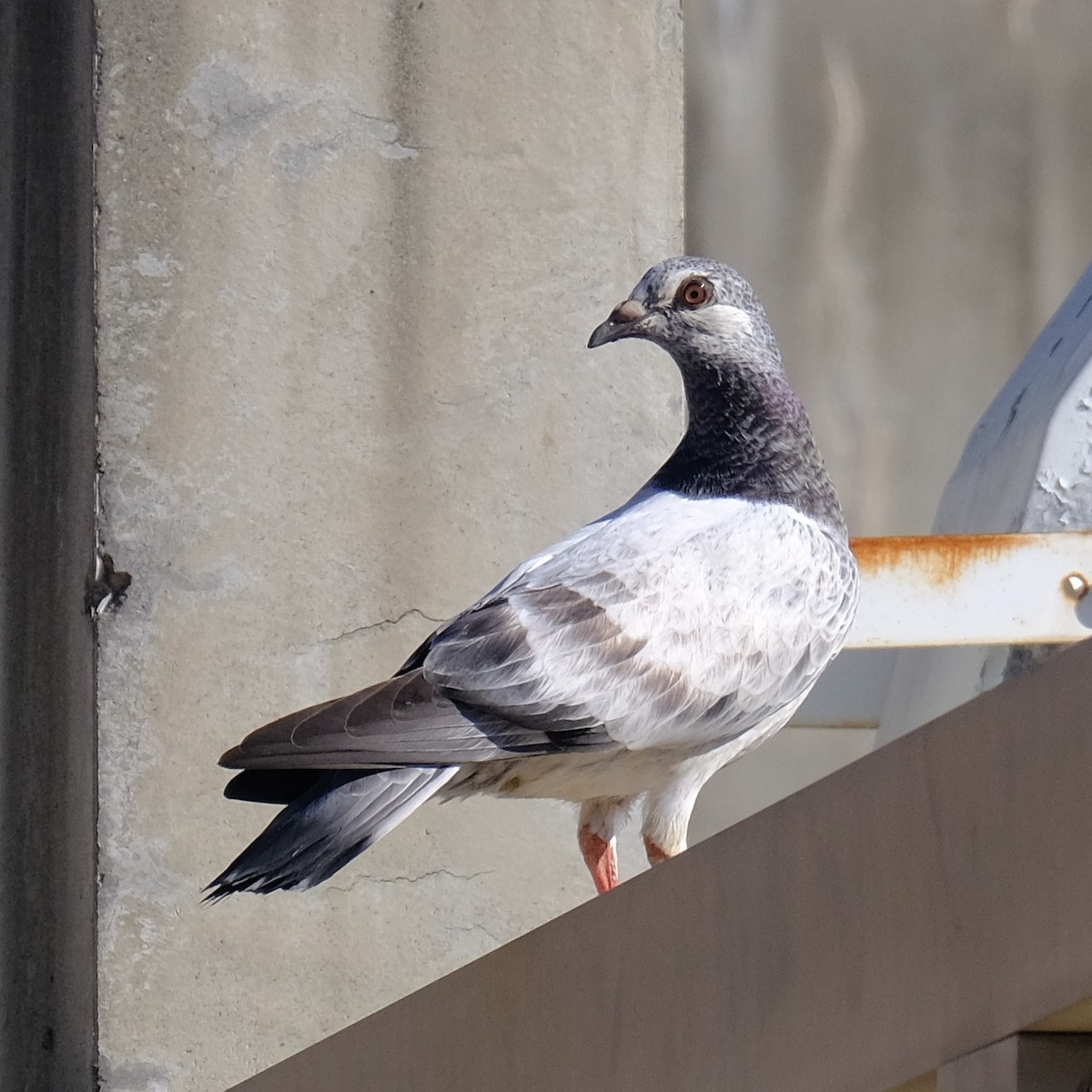 Rock Pigeon (Feral Pigeon) - ML621564476