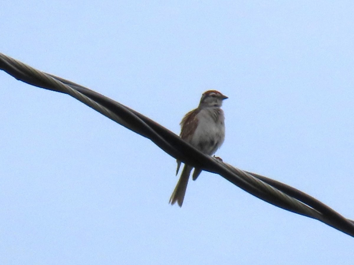 Chipping Sparrow - ML621564570