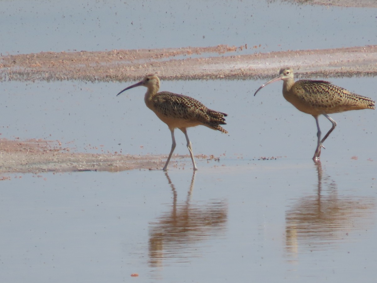 Long-billed Curlew - ML621564580