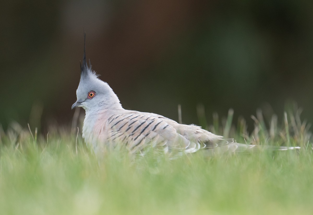 Crested Pigeon - ML621564620