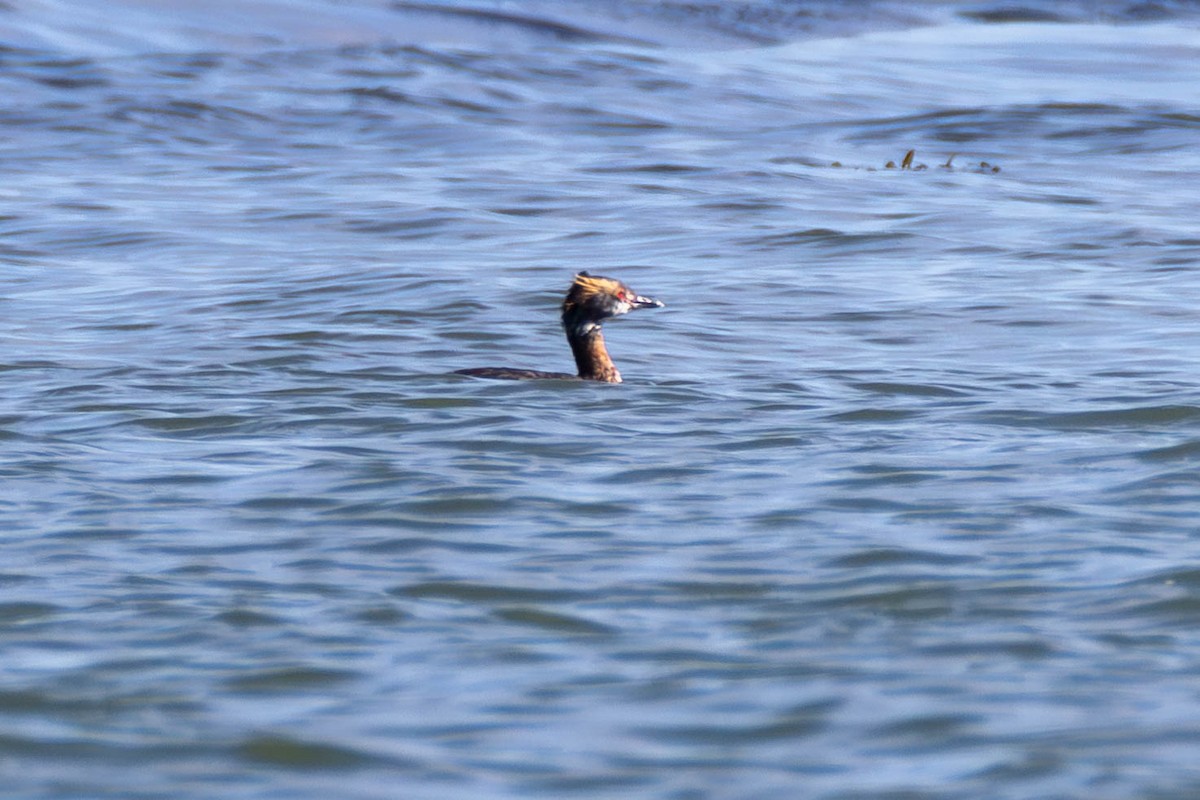 Horned Grebe - ML621564647