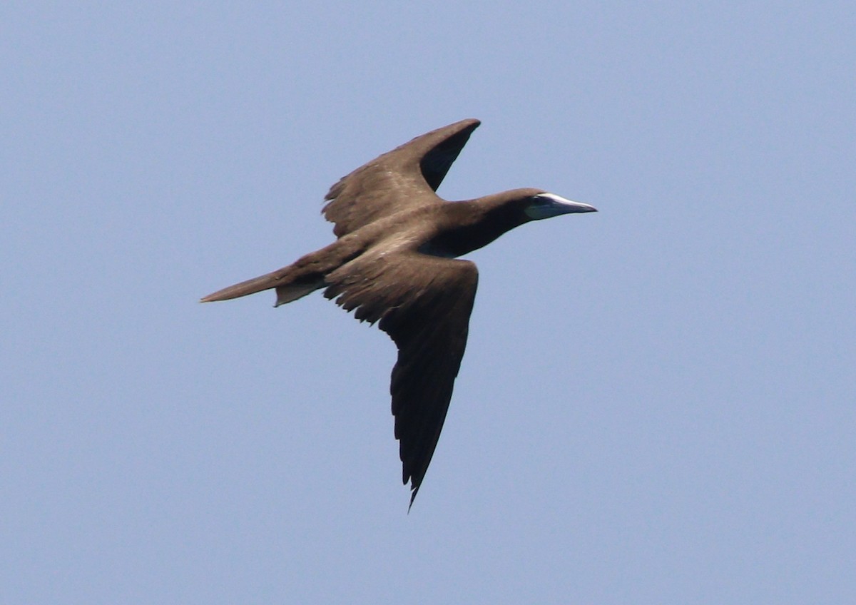 Brown Booby - ML621564692