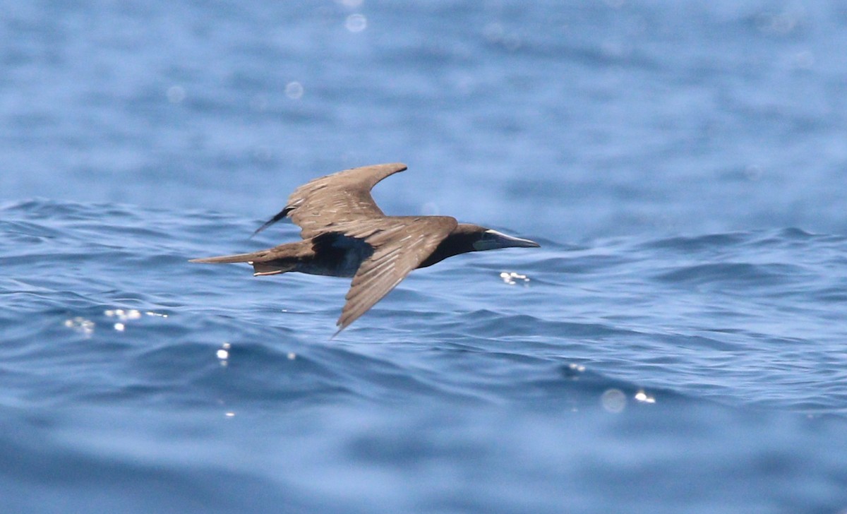 Brown Booby - ML621564694