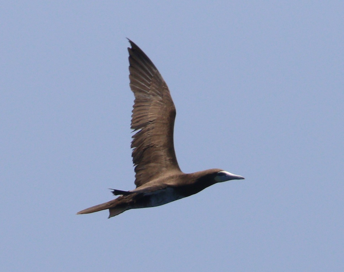 Brown Booby - ML621564695