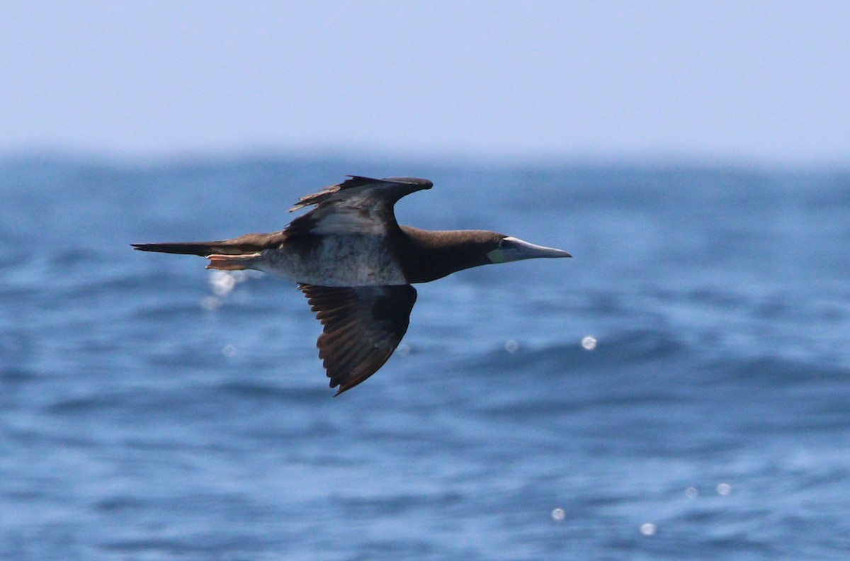 Brown Booby - ML621564696