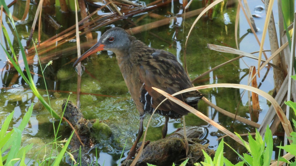 Virginia Rail - ML621564742