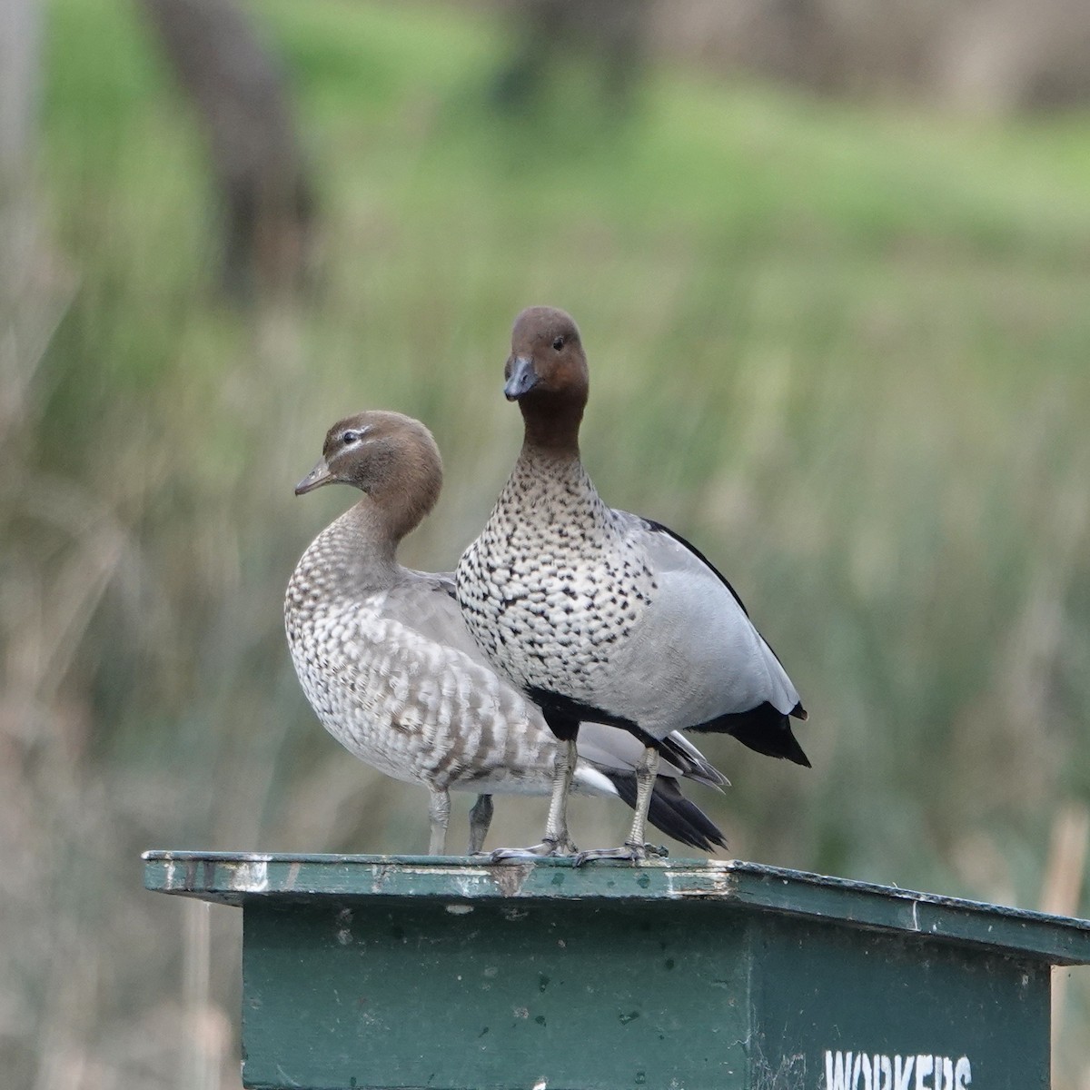 Maned Duck - John Beckworth