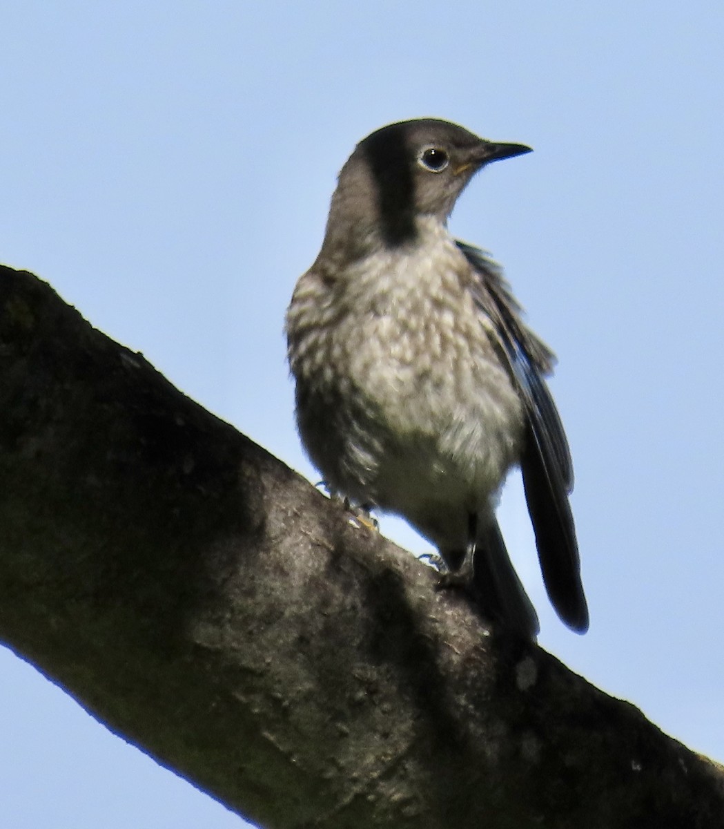 Western Bluebird - ML621564777