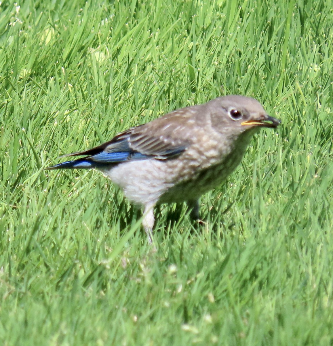 Western Bluebird - ML621564779