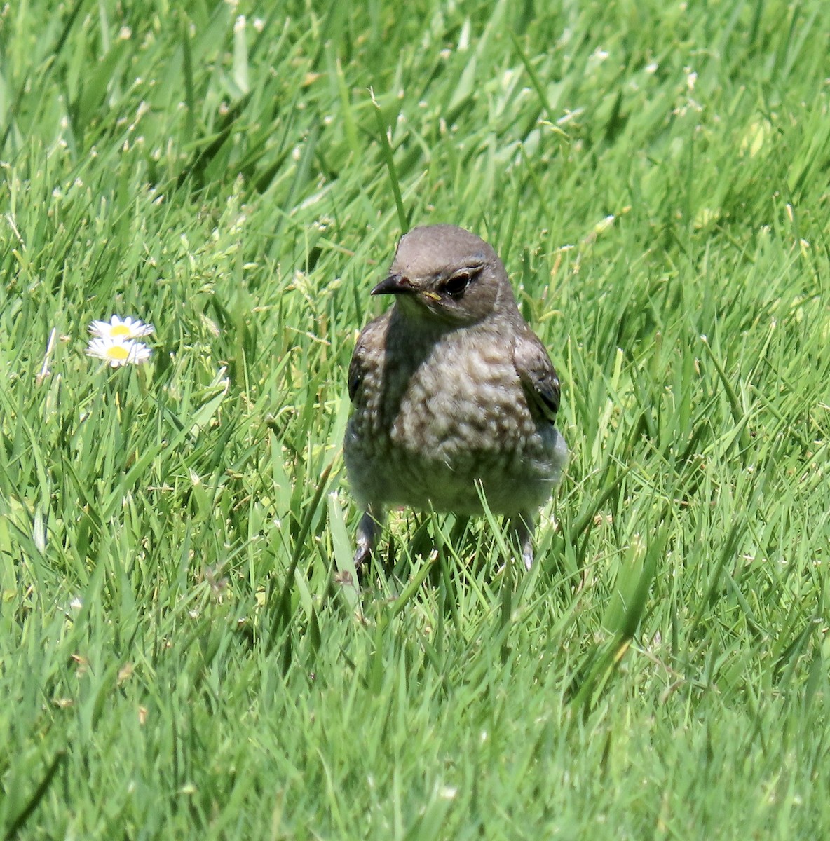 Western Bluebird - ML621564781