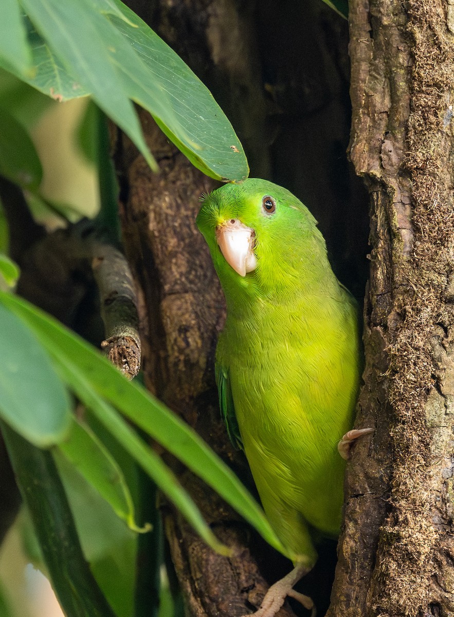 Spectacled Parrotlet - ML621564785
