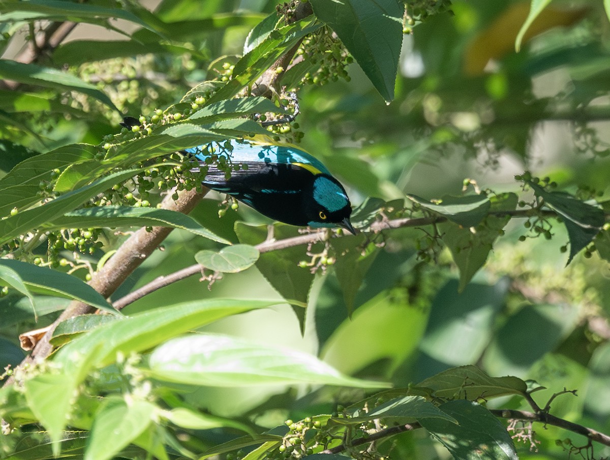 Black-faced Dacnis (Yellow-tufted) - ML621564840