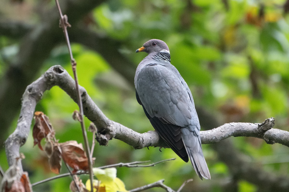 Band-tailed Pigeon - ML621564852