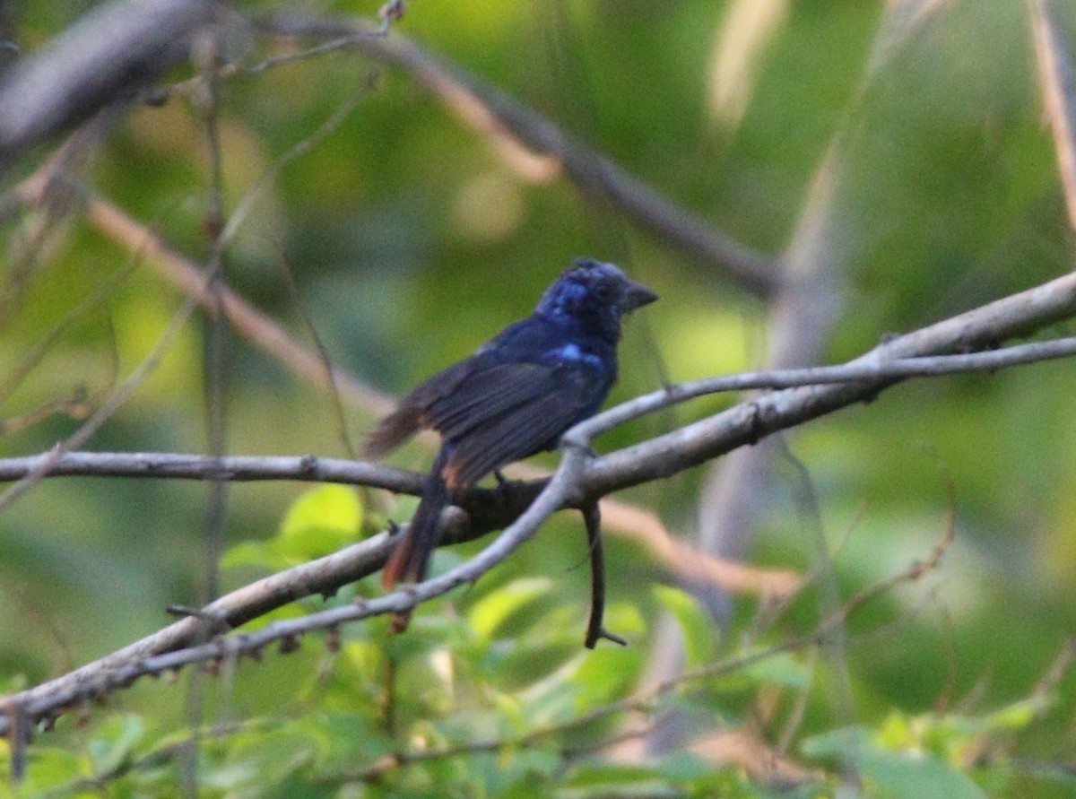 Blue Bunting (West Mexico) - ML621564861