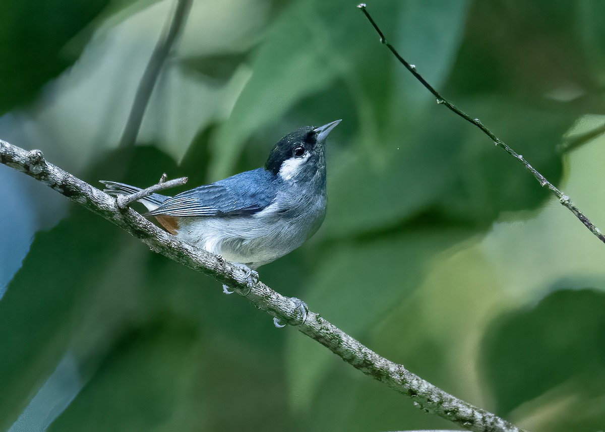 White-eared Conebill - ML621564863