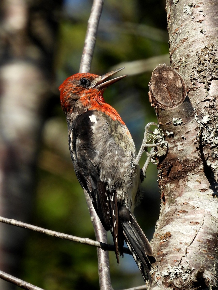 Red-breasted Sapsucker - ML621564873