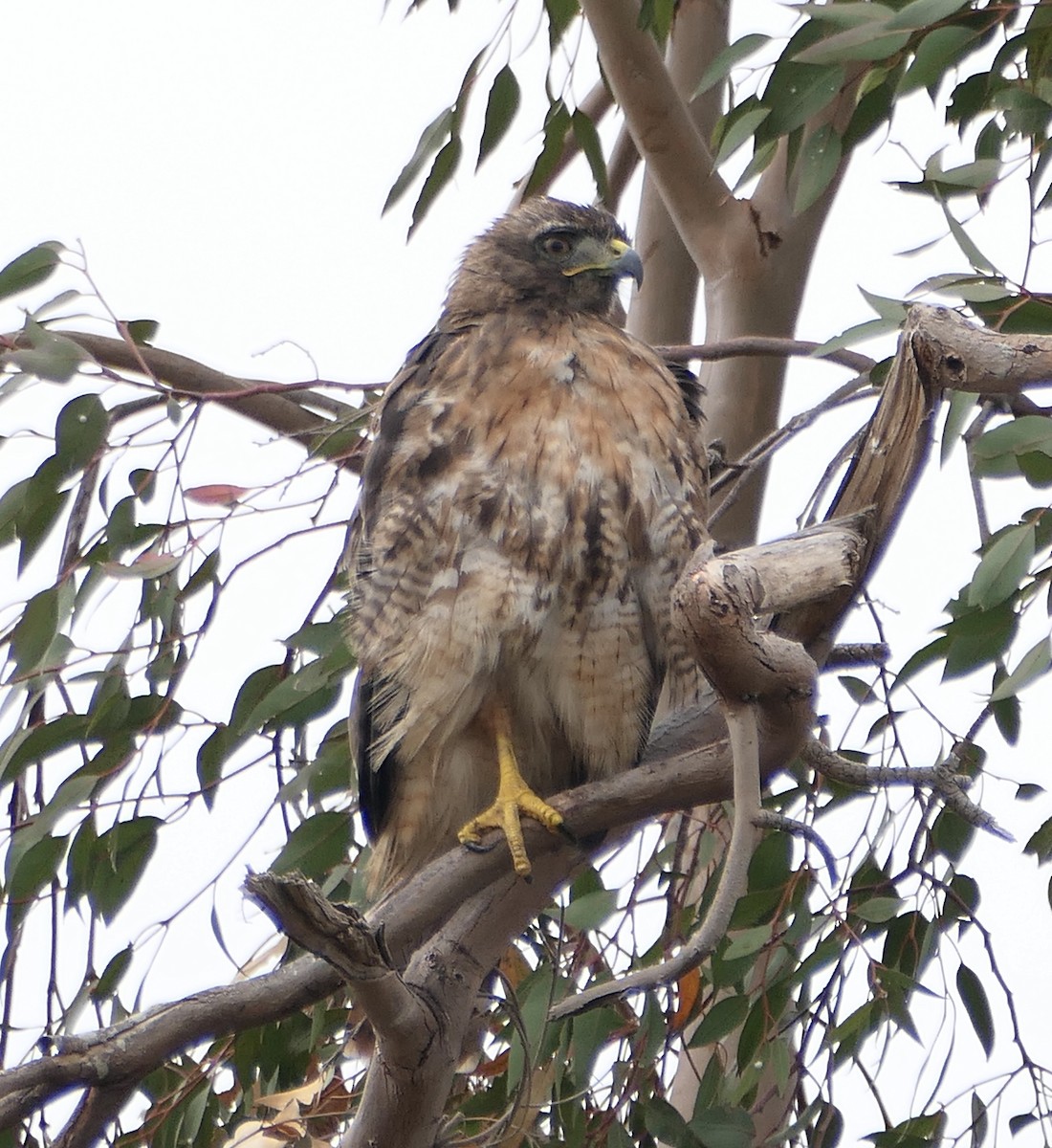 Red-tailed Hawk - ML621564958