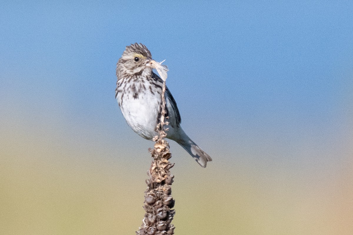 Savannah Sparrow - David Lauter