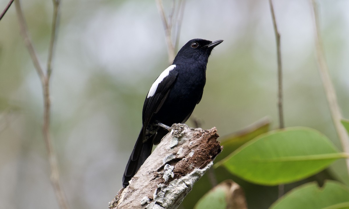 Madagascar Magpie-Robin (Black-bellied) - ML621565004