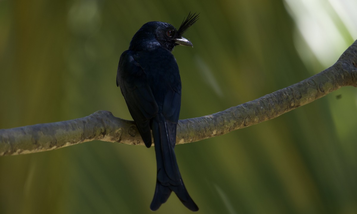 Crested Drongo - ML621565012