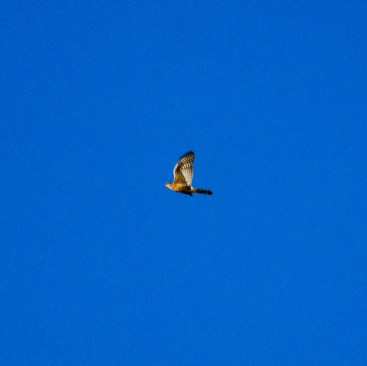 Red-shouldered Hawk - ML621565014