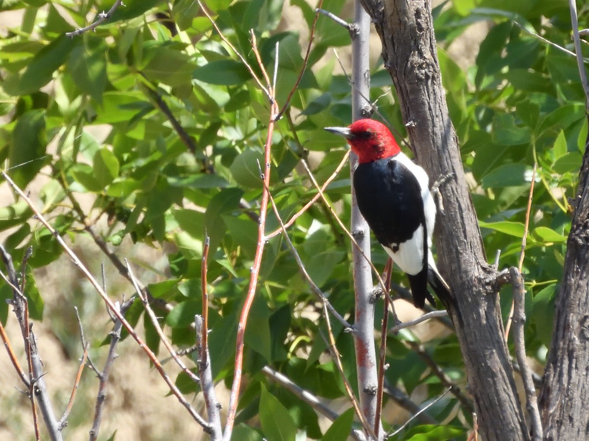 Red-headed Woodpecker - ML621565017