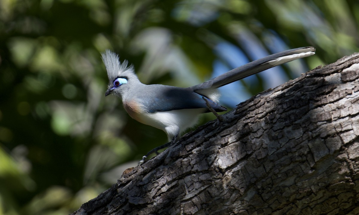 Crested Coua - ML621565019